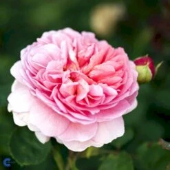 'Princess Alexandra Of Kent'™ Rosa X 'Princess Alexandra Of Kent'™ (Engelsk Rose) A-Kvalitet,- Barrods Roser Min. 3 Grene -Plantetorvet Butik fi4905 rosa princess alexandra of kent ausmer 2315