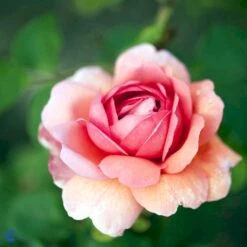 'Princess Alexandra Of Kent'™ Rosa X 'Princess Alexandra Of Kent'™ (Engelsk Rose) A-Kvalitet,- Barrods Roser Min. 3 Grene -Plantetorvet Butik fi4905 rosa princess alexandra of kent ausmer 81d7