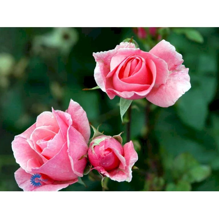 'Queen Elisabeth' Rosa X 'Queen Elisabeth' (Storblomstrende) A-Kvalitet,- barrods roser min. 3 grene 'Queen Elisabeth' Rosa X 'Queen Elisabeth' (Storblomstrende) A-Kvalitet,- Barrods Roser Min. 3 Grene -Plantetorvet Butik fi4922 rosa queen elisabeth 0f8f