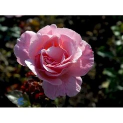 'Queen Elisabeth' Rosa X 'Queen Elisabeth' (Storblomstrende) A-Kvalitet,- Barrods Roser Min. 3 Grene 7 'Queen Elisabeth' Rosa X 'Queen Elisabeth' (Storblomstrende) A-Kvalitet,- Barrods Roser Min. 3 Grene -Plantetorvet Butik fi4922 rosa queen elisabeth d6ea