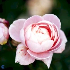 'Queen Of Sweden' Rosa X 'Queen Of Sweden' (Engelsk Rose) A-Kvalitet,- Barrods Roser Min. 3 Grene -Plantetorvet Butik fi4925 rosa queen of sweden austiger bea4