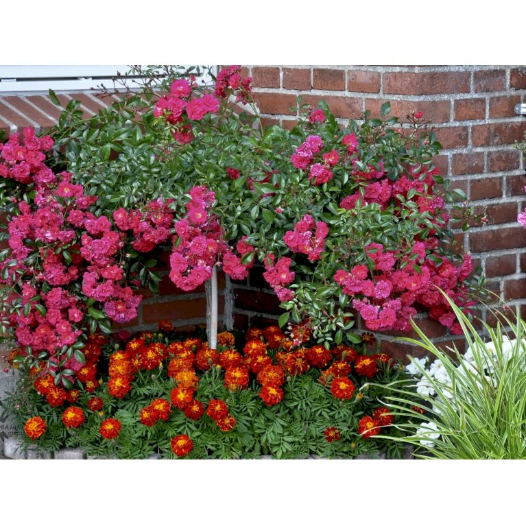 'Red Fairy' Rosa X 'Red Fairy' (Bunddækkerose) A-Kvalitet,- barrods roser min. 3 grene 'Red Fairy' Rosa X 'Red Fairy' (Bunddækkerose) A-Kvalitet,- Barrods Roser Min. 3 Grene -Plantetorvet Butik fi4944 rosa red fairy a0be