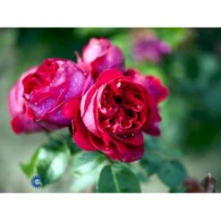 'Red Willestrup' Rosa X 'Red Willestrup' (Slyngrose) A-Kvalitet,- Barrods Roser Min. 3 Grene 4 'Red Willestrup' Rosa X 'Red Willestrup' (Slyngrose) A-Kvalitet,- Barrods Roser Min. 3 Grene -Plantetorvet Butik fi4954 rosa red willestrup b2e6