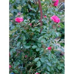 'Rosarium Uetersen'® Rosa X 'Rosarium Uetersen'® (Slyngrose) A-Kvalitet,- Barrods Roser Min. 3 Grene -Plantetorvet Butik fi4983 rosa rosarium uetersen 631a