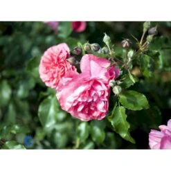 'Rosarium Uetersen'® Rosa X 'Rosarium Uetersen'® (Slyngrose) A-Kvalitet,- Barrods Roser Min. 3 Grene -Plantetorvet Butik fi4983 rosa rosarium uetersen 7b0c