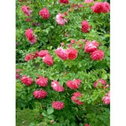'Rosarium Uetersen'® Rosa X 'Rosarium Uetersen'® (Slyngrose) A-Kvalitet,- Barrods Roser Min. 3 Grene -Plantetorvet Butik fi4983 rosa rosarium uetersen bd7c