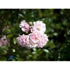 'Rosenholm'™ Rosa X 'Rosenholm'™ (Slyngrose) A-Kvalitet,- Barrods Roser Min. 3 Grene -Plantetorvet Butik fi4998 rosa rosenholm poulover n f983