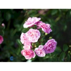 'Rosy Border'® Rosa X 'Rosy Border'® (Bunddækkerose) A-Kvalitet,- Barrods Roser Min. 3 Grene -Plantetorvet Butik fi5002 rosa rosy border pouloesy n f158