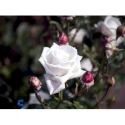 'Royal Copenhagen'™ Rosa X 'Royal Copenhagen'™ (Storblomstrende) A-Kvalitet,- Barrods Roser Min. 3 Grene -Plantetorvet Butik fi5012 rosa royal copenhagen poulht001 n c60e