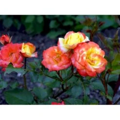 'Rumba' Rosa X 'Rumba' (Buketrose) A-Kvalitet,- Barrods Roser Min. 3 Grene -Plantetorvet Butik fi5026 rosa rumba b775