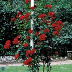 'Santana'® Rosa X 'Santana'® (Slyngrose) A-Kvalitet,- Barrods Roser Min. 3 Grene -Plantetorvet Butik fi5045 rosa santana 18fc