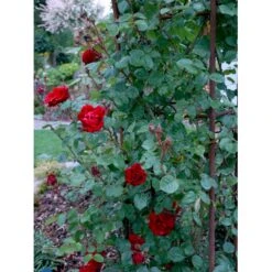 'Santana'® Rosa X 'Santana'® (Slyngrose) A-Kvalitet,- Barrods Roser Min. 3 Grene -Plantetorvet Butik fi5045 rosa santana e854