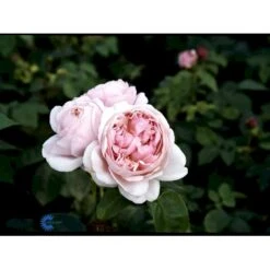 'St. Swithun' Rosa X 'St. Swithun' (Engelsk Rose) A-Kvalitet,- Barrods Roser Min. 3 Grene 10 'St. Swithun' Rosa X 'St. Swithun' (Engelsk Rose) A-Kvalitet,- Barrods Roser Min. 3 Grene -Plantetorvet Butik fi5137 rosa st swithun auswith d3e9