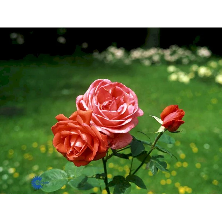 'Super Star'® Rosa X 'Super Star'® (Storblomstrende) A-Kvalitet,- barrods roser min. 3 grene 'Super Star'® Rosa X 'Super Star'® (Storblomstrende) A-Kvalitet,- Barrods Roser Min. 3 Grene -Plantetorvet Butik fi5165 rosa super star 2f00