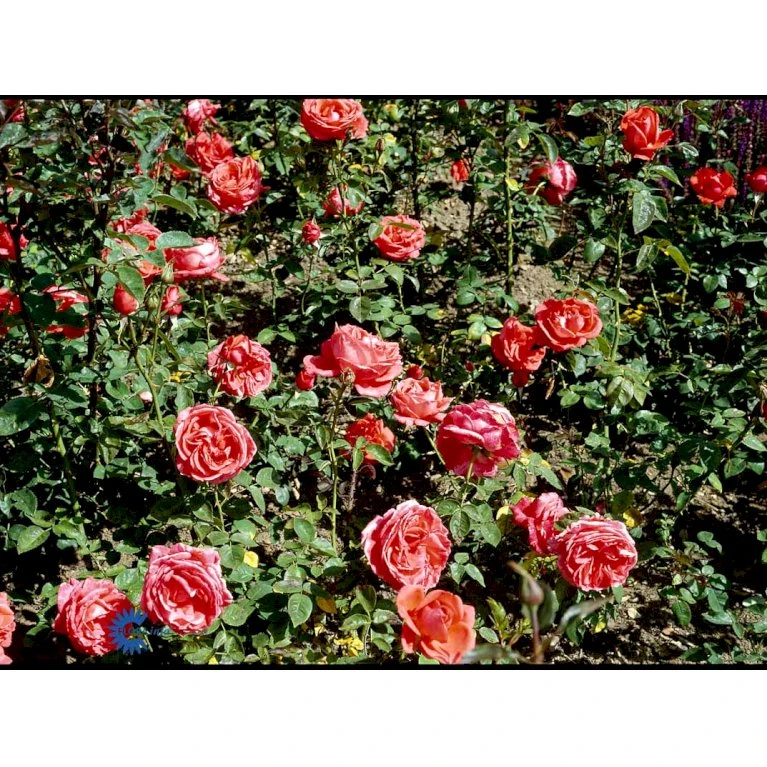 'Super Star'® Rosa X 'Super Star'® (Storblomstrende) A-Kvalitet,- barrods roser min. 3 grene 'Super Star'® Rosa X 'Super Star'® (Storblomstrende) A-Kvalitet,- Barrods Roser Min. 3 Grene -Plantetorvet Butik fi5165 rosa super star 4e46