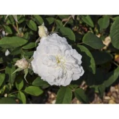 'Susan Williams-Ellis'™ Rosa 'Susan Williams-Ellis'™ (Engelsk Rose) A-Kvalitet,- Barrods Roser Min. 3 Grene 9 'Susan Williams-Ellis'™ Rosa 'Susan Williams-Ellis'™ (Engelsk Rose) A-Kvalitet,- Barrods Roser Min. 3 Grene -Plantetorvet Butik fi5168 rosa susan williams ellis ausquirk 3336