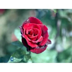 'Barkarole'® Rosa X 'Barkarole'® (Storblomstrende) A-Kvalitet,- Barrods Roser Min. 3 Grene 7 'Barkarole'® Rosa X 'Barkarole'® (Storblomstrende) A-Kvalitet,- Barrods Roser Min. 3 Grene -Plantetorvet Butik fi5189 rosa tanelorak 18c2