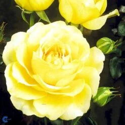 'Tivoli 150'™ Rosa X 'Tivoli 150'™ A-Kvalitet,- Barrods Roser Min. 3 Grene 7 'Tivoli 150'™ Rosa X 'Tivoli 150'™ A-Kvalitet,- Barrods Roser Min. 3 Grene -Plantetorvet Butik fi5236 rosa tivoli 150 poulduce n cb39