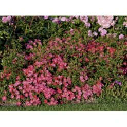 'Tommelise'® Rosa X 'Tommelise'® A-Kvalitet,- Barrods Roser Min. 3 Grene 6 'Tommelise'® Rosa X 'Tommelise'® A-Kvalitet,- Barrods Roser Min. 3 Grene -Plantetorvet Butik fi5239 rosa tommelise 52db