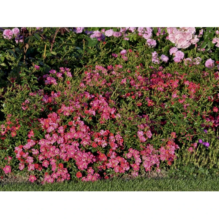 'Tommelise'® Rosa X 'Tommelise'® A-Kvalitet,- barrods roser min. 3 grene 'Tommelise'® Rosa X 'Tommelise'® A-Kvalitet,- Barrods Roser Min. 3 Grene -Plantetorvet Butik fi5239 rosa tommelise 52db