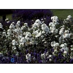 'Tumbling Waters'™ Rosa X 'Tumbling Waters'™ (Bunddækkerose) A-Kvalitet,- Barrods Roser Min. 3 Grene 13 'Tumbling Waters'™ Rosa X 'Tumbling Waters'™ (Bunddækkerose) A-Kvalitet,- Barrods Roser Min. 3 Grene -Plantetorvet Butik fi5263 rosa tumbling waters poultumb n 25a4