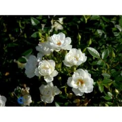'Tumbling Waters'™ Rosa X 'Tumbling Waters'™ (Bunddækkerose) A-Kvalitet,- Barrods Roser Min. 3 Grene 11 'Tumbling Waters'™ Rosa X 'Tumbling Waters'™ (Bunddækkerose) A-Kvalitet,- Barrods Roser Min. 3 Grene -Plantetorvet Butik fi5263 rosa tumbling waters poultumb n e3be