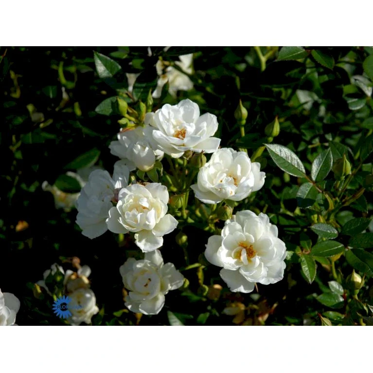 'Tumbling Waters'™ Rosa X 'Tumbling Waters'™ (Bunddækkerose) A-Kvalitet,- barrods roser min. 3 grene 'Tumbling Waters'™ Rosa X 'Tumbling Waters'™ (Bunddækkerose) A-Kvalitet,- Barrods Roser Min. 3 Grene -Plantetorvet Butik fi5263 rosa tumbling waters poultumb n e3be