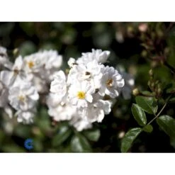 'Tumbling Waters'™ Rosa X 'Tumbling Waters'™ (Bunddækkerose) A-Kvalitet,- Barrods Roser Min. 3 Grene 10 'Tumbling Waters'™ Rosa X 'Tumbling Waters'™ (Bunddækkerose) A-Kvalitet,- Barrods Roser Min. 3 Grene -Plantetorvet Butik fi5263 rosa tumbling waters poultumb n f57e