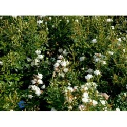 'Tumbling Waters'™ Rosa X 'Tumbling Waters'™ (Bunddækkerose) A-Kvalitet,- Barrods Roser Min. 3 Grene 12 'Tumbling Waters'™ Rosa X 'Tumbling Waters'™ (Bunddækkerose) A-Kvalitet,- Barrods Roser Min. 3 Grene -Plantetorvet Butik fi5263 rosa tumbling waters poultumb n fc71