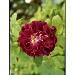 'Tuscany Superb' Rosa Gallica 'Tuscany Superb' (Gallicarosa) A-Kvalitet,- Barrods Roser Min. 3 Grene -Plantetorvet Butik fi5264 rosa tuscany superb 2cc5