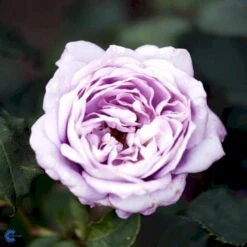 'Twice In A Blue Moon'® Rosa X 'Twice In A Blue Moon'® (Storblomstrende) A-Kvalitet,- Barrods Roser Min. 3 Grene -Plantetorvet Butik fi5265 rosa twice in blue moon bf80