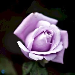 'Twice In A Blue Moon'® Rosa X 'Twice In A Blue Moon'® (Storblomstrende) A-Kvalitet,- Barrods Roser Min. 3 Grene -Plantetorvet Butik fi5265 rosa twice in blue moon dec9