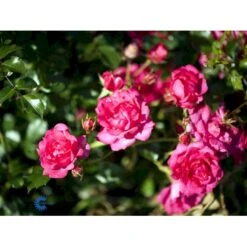 'Viking'® Rosa X 'Viking'® (Bunddækkerose) A-Kvalitet,- Barrods Roser Min. 3 Grene 8 'Viking'® Rosa X 'Viking'® (Bunddækkerose) A-Kvalitet,- Barrods Roser Min. 3 Grene -Plantetorvet Butik fi5287 rosa viking 0946