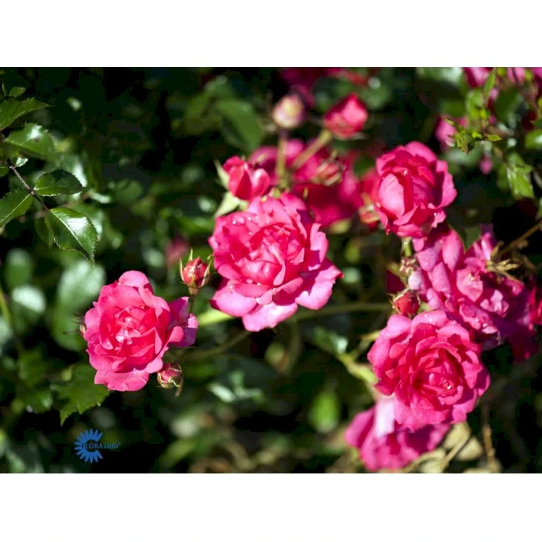 'Viking'® Rosa X 'Viking'® (Bunddækkerose) A-Kvalitet,- barrods roser min. 3 grene 'Viking'® Rosa X 'Viking'® (Bunddækkerose) A-Kvalitet,- Barrods Roser Min. 3 Grene -Plantetorvet Butik fi5287 rosa viking 0946