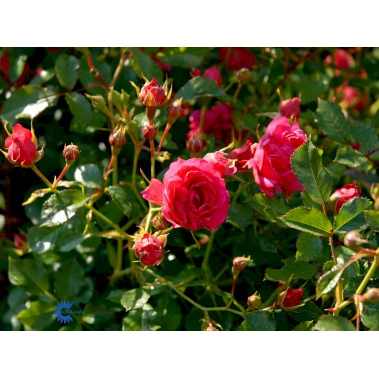 'Viking'® Rosa X 'Viking'® (Bunddækkerose) A-Kvalitet,- barrods roser min. 3 grene 'Viking'® Rosa X 'Viking'® (Bunddækkerose) A-Kvalitet,- Barrods Roser Min. 3 Grene -Plantetorvet Butik fi5287 rosa viking 11f8