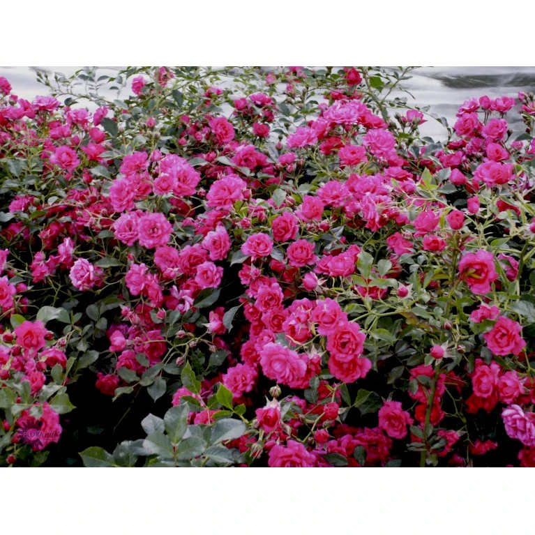 'Viking'® Rosa X 'Viking'® (Bunddækkerose) A-Kvalitet,- barrods roser min. 3 grene 'Viking'® Rosa X 'Viking'® (Bunddækkerose) A-Kvalitet,- Barrods Roser Min. 3 Grene -Plantetorvet Butik fi5287 rosa viking 6203