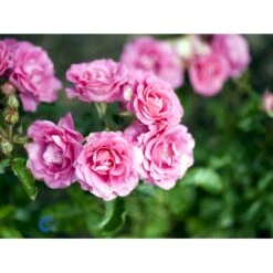 'Violet™ Hit'® Rosa X 'Violet™ Hit'® (Miniaturerose) A-Kvalitet,- Barrods Roser Min. 3 Grene 9 'Violet™ Hit'® Rosa X 'Violet™ Hit'® (Miniaturerose) A-Kvalitet,- Barrods Roser Min. 3 Grene -Plantetorvet Butik fi5290 rosa violet poultin n 27ad
