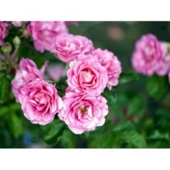 'Violet™ Hit'® Rosa X 'Violet™ Hit'® (Miniaturerose) A-Kvalitet,- Barrods Roser Min. 3 Grene 8 'Violet™ Hit'® Rosa X 'Violet™ Hit'® (Miniaturerose) A-Kvalitet,- Barrods Roser Min. 3 Grene -Plantetorvet Butik fi5290 rosa violet poultin n 69c1