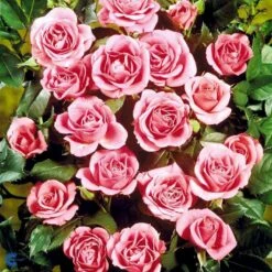 'Violet™ Hit'® Rosa X 'Violet™ Hit'® (Miniaturerose) A-Kvalitet,- Barrods Roser Min. 3 Grene 10 'Violet™ Hit'® Rosa X 'Violet™ Hit'® (Miniaturerose) A-Kvalitet,- Barrods Roser Min. 3 Grene -Plantetorvet Butik fi5290 rosa violet poultin n b3e6