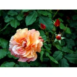 'Westerland'® Rosa X 'Westerland'® (Slyngrose) A-Kvalitet,- Barrods Roser Min. 3 Grene 12 'Westerland'® Rosa X 'Westerland'® (Slyngrose) A-Kvalitet,- Barrods Roser Min. 3 Grene -Plantetorvet Butik fi5307 rosa westerland a7e6