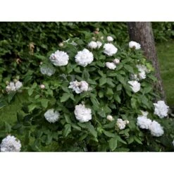 'White Jacques Cartier' Rosa Portlandica 'White Jacques Cartier' (Portlandrose) A-Kvalitet,- Barrods Roser Min. 3 Grene -Plantetorvet Butik fi5316 rosa white jacques cartier 73af