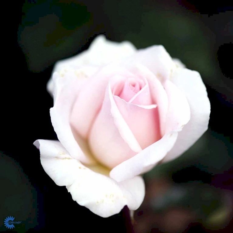 'A White Shade Of Pale' Rosa X 'A White Shade Of Pale' (Storblomstrende) A-Kvalitet,- barrods roser min. 3 grene 'A White Shade Of Pale' Rosa X 'A White Shade Of Pale' (Storblomstrende) A-Kvalitet,- Barrods Roser Min. 3 Grene -Plantetorvet Butik fi5323 rosa whiter shade of pale b371