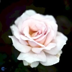 'A White Shade Of Pale' Rosa X 'A White Shade Of Pale' (Storblomstrende) A-Kvalitet,- Barrods Roser Min. 3 Grene 6 'A White Shade Of Pale' Rosa X 'A White Shade Of Pale' (Storblomstrende) A-Kvalitet,- Barrods Roser Min. 3 Grene -Plantetorvet Butik fi5323 rosa whiter shade of pale bfed