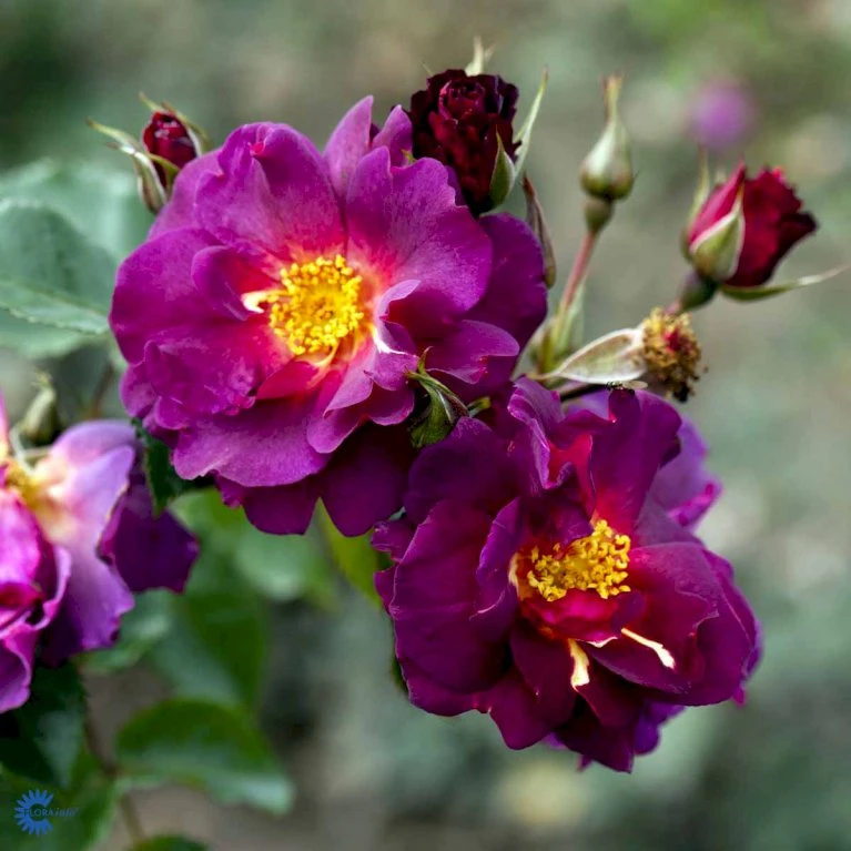 'Wild Rover' Rosa X 'Wild Rover' (Slyngrose) A-Kvalitet,- barrods roser min. 3 grene 'Wild Rover' Rosa X 'Wild Rover' (Slyngrose) A-Kvalitet,- Barrods Roser Min. 3 Grene -Plantetorvet Butik fi5326 rosa wild rover 4b7f