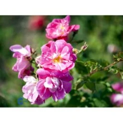 'William Baffin' Rosa X 'William Baffin' (Buskrose) A-Kvalitet,- Barrods Roser Min. 3 Grene 4 'William Baffin' Rosa X 'William Baffin' (Buskrose) A-Kvalitet,- Barrods Roser Min. 3 Grene -Plantetorvet Butik fi5332 rosa william baffin 0f2c