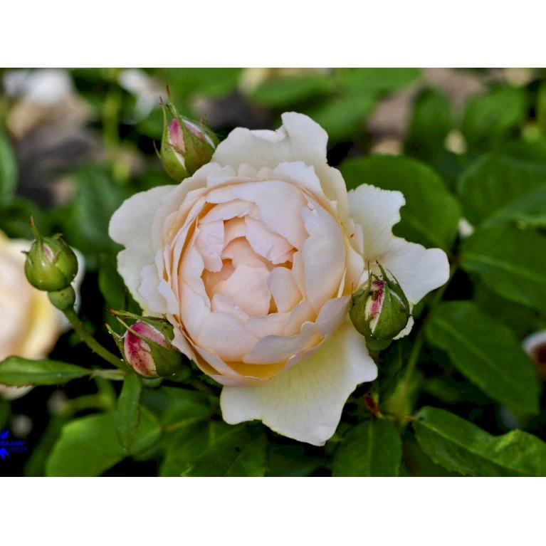 'Wollerton Old Hall'™ Rosa X 'Wollerton Old Hall'™ (Engelsk Rose) A-Kvalitet,- barrods roser min. 3 grene 'Wollerton Old Hall'™ Rosa X 'Wollerton Old Hall'™ (Engelsk Rose) A-Kvalitet,- Barrods Roser Min. 3 Grene -Plantetorvet Butik fi5343 rosa wollerton old hall 3550