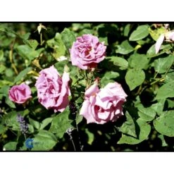 'Zéphirine Drouhin' Rosa Bourboniana 'Zéphirine Drouhin' (Bourbonrose) A-Kvalitet,- Barrods Roser Min. 3 Grene -Plantetorvet Butik fi5353 rosa zephirine drouhin 10d1