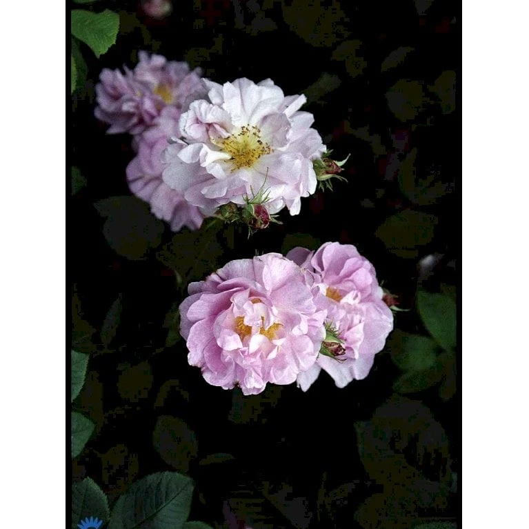 'Celsiana' Rosa Damascena 'Celsiana' (Damascenerrose) A-Kvalitet,- barrods roser min. 3 grene 'Celsiana' Rosa Damascena 'Celsiana' (Damascenerrose) A-Kvalitet,- Barrods Roser Min. 3 Grene -Plantetorvet Butik fi5419 rosa damascena celsiana adab