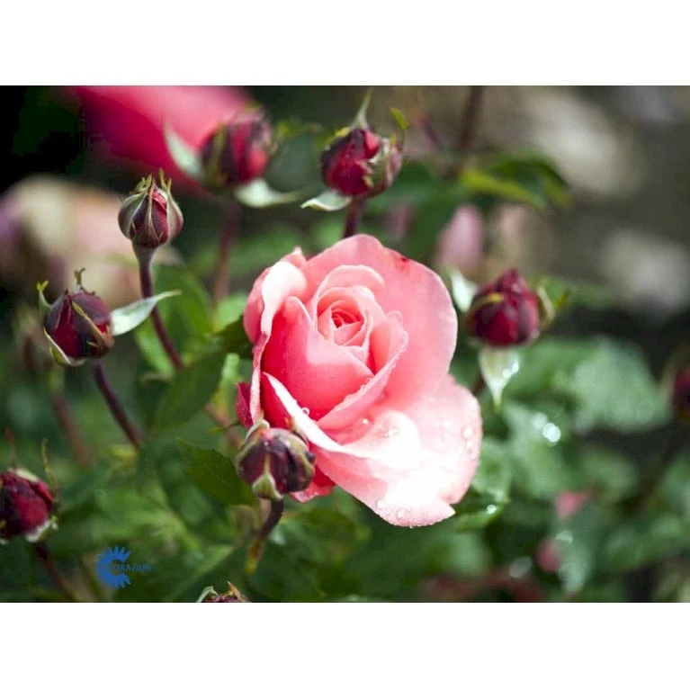 'Elaine Paige'™ Rosa X 'Elaine Paige'™ (Storblomstrende) A-Kvalitet,- barrods roser min. 3 grene 'Elaine Paige'™ Rosa X 'Elaine Paige'™ (Storblomstrende) A-Kvalitet,- Barrods Roser Min. 3 Grene -Plantetorvet Butik fi5425 rosa elaine paige tm e95f