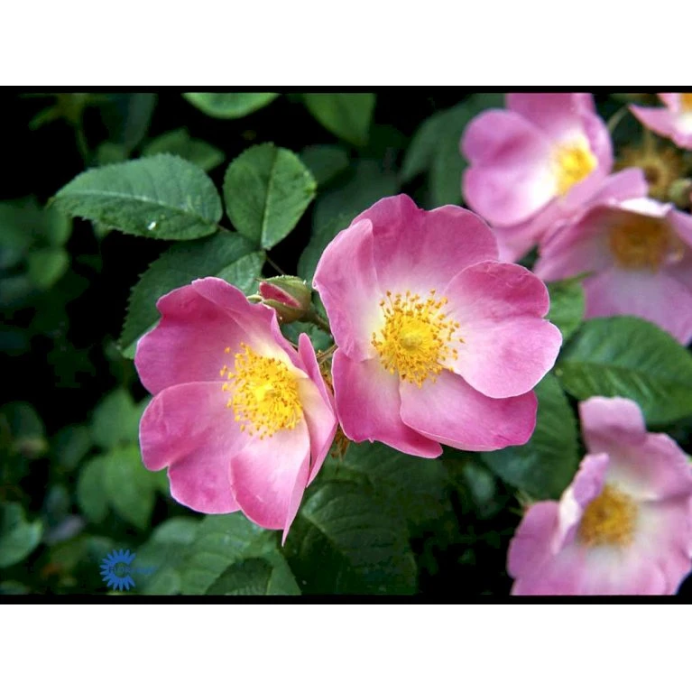 'Complicata' Rosa Gallica 'Complicata' (Gallicarose) A-Kvalitet,- barrods roser min. 3 grene 'Complicata' Rosa Gallica 'Complicata' (Gallicarose) A-Kvalitet,- Barrods Roser Min. 3 Grene -Plantetorvet Butik fi5446 rosa gallica complicata 7689